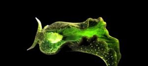 Seis animais que utilizam fotossíntese sem serem plantas