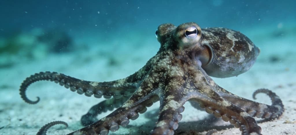 Polvos aplicam “socos” em peixes para disciplinar parceiros de caça, aponta estudo - Imagem do artigo original