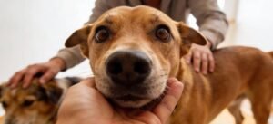 Cães exibem sinais de ciúme quando veem o tutor interagir com outro animal, aponta estudo