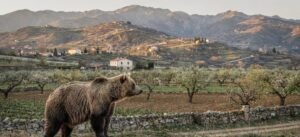 Ursos pardos dos Apeninos exibem comportamento mais dócil após séculos de convivência com humanos