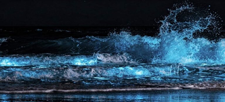 Luz azul no mar: a bioluminescência que transforma ondas em espetáculo noturno