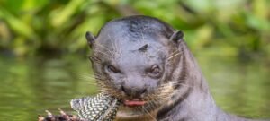 Ariranha forma grupos para enfrentar onças e jacarés e reforça importância ecológica nos rios brasileiros