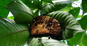 Cidade peruana reconhece 170 espécies de abelhas amazônicas como animais protegidos