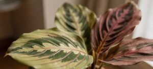 Plantas de folhas coloridas trazem bem-estar emocional e renovam a decoração de ambientes internos