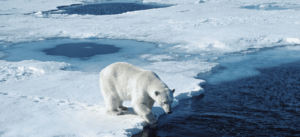 Estudo revela adaptação genética acelerada de ursos polares ao degelo do Ártico