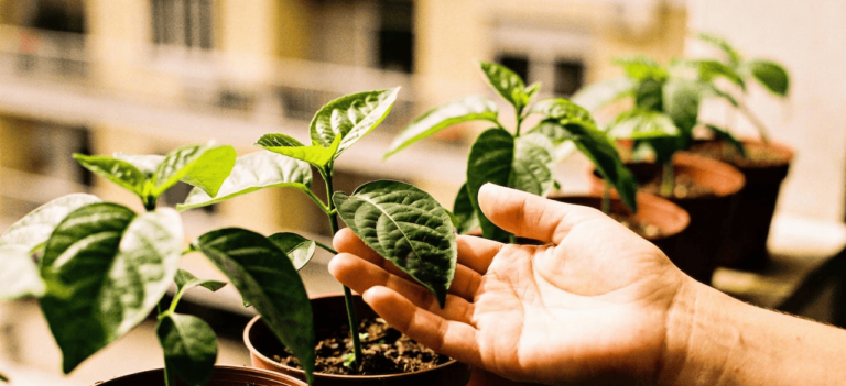 Toque suave fortalece mudas e reduz estresse, aponta ciência