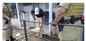 Gurupi autua dono de cão por maus-tratos e registra novos resgates de animais