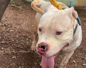 Homem é detido em Gurupi após denúncia de maus-tratos a pit bull