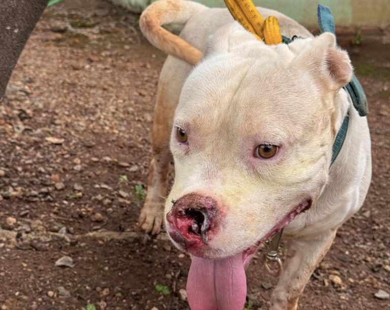 Homem é detido em Gurupi após denúncia de maus-tratos a pit bull