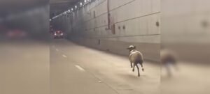 Corpo de ovelha achada morta no Taguaparque é removido pelo SLU após corrida no Túnel Rei Pelé