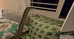 Australiana desperta com píton de 2,5 m enrolada em seu corpo