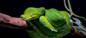 Serpentes mais peçonhentas do Brasil: quais são, onde vivem e como identificá-las