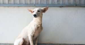 Prefeitura de Palmas alerta para riscos de injeção hormonal em pets e anuncia novo mutirão de castração