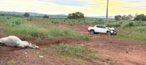 Colisão com bovino mata motorista e passageiro na BR-242, em Peixe