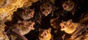 Morcegos exibem “sotaques” regionais e aprendem dialetos dentro das colônias, aponta estudo