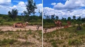 Camelos que viralizaram nas redes sociais estão no Tocantins desde abril após empresa de turismo encerrar atividades