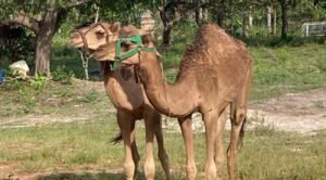 Camelos Sherazade, Natalina e Safira trocam as dunas do RN por fazenda próxima ao Jalapão