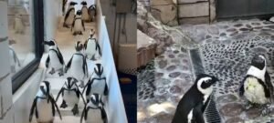 Frente fria obriga aquário de Nova York a recolher 20 pinguins africanos