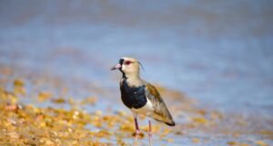 Palmas emite alerta para proteção do quero-quero durante período reprodutivo