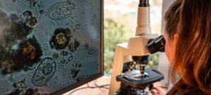 Cientistas pedem ação urgente contra expansão de amebas que podem destruir tecido humano