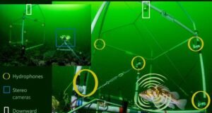 Pesquisadores canadenses identificam sons de oito espécies de peixes em estudo inédito