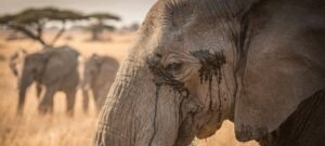 Secreção da glândula temporal explica “lágrimas” de elefantes em momentos de forte emoção