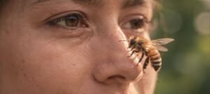 Abelhas demonstram reconhecer rostos humanos, aponta pesquisa