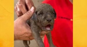 Bombeiros salvam dois filhotes de pitbull presos em tubulação de casa no sul de Palmas