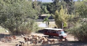 Turistas ficam 36 horas presos em zoológico de Guadalajara após onda de violência no México
