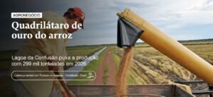 Tocantins consolida liderança no Norte e projeta 612 mil toneladas de arroz irrigado na safra 2025/2026