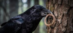 Corvos exibem inteligência avançada, constroem ferramentas e planejam o futuro, revelam pesquisadores