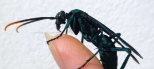 Vespa gigante “Cavalo do Cão” caça tarântulas e usa aranhas como berçário