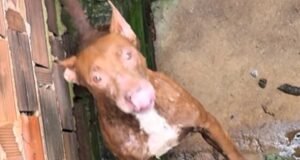 Cadela pit bull é resgatada de maus-tratos em Juiz de Fora após fortes chuvas