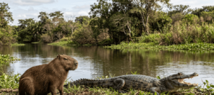 Capivaras dividem território com jacarés porque reconhecem sinais de baixo risco, indicam estudos