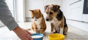 Leite de vaca provoca distúrbios gastrointestinais em cães e gatos, indica American Kennel Club