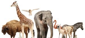 Câmera inédita recria em tempo real a forma como animais enxergam o mundo