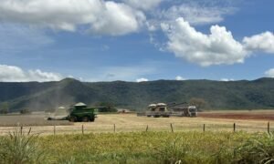 Produtores aceleram colheita de soja em Brejinho de Nazaré após trégua das chuvas