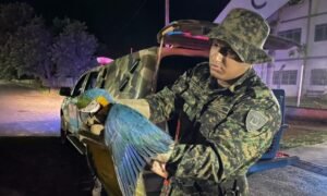 Guarda Ambiental de Palmas resgata jiboia na 509 Sul e arara ferida na TO-020