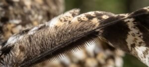 Anatomia especial torna voo das corujas quase inaudível, detalha estudo