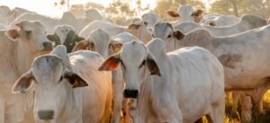 Rebanho bovino do Tocantins cresce 39,2% em seis anos e registra sexta maior expansão do país