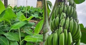 Banana ambrosia alia dulçor intenso e benefícios nutricionais, apontam especialistas