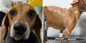 Mulher é indiciada por agredir cão com líquido quente em Goiânia