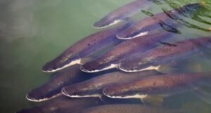 Ibama estende autorização para abate de pirarucu a rios e lagos de Goiás e do DF